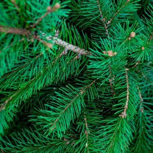 Sapin de Noël naturel Nordmann sur bûche