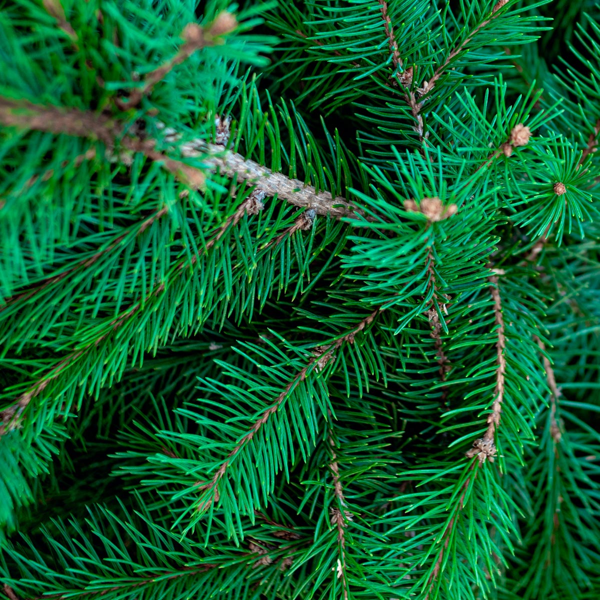 Sapin de Noël naturel Nordmann sur bûche