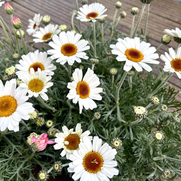 idee-fleurs-flormandise-printemps2026