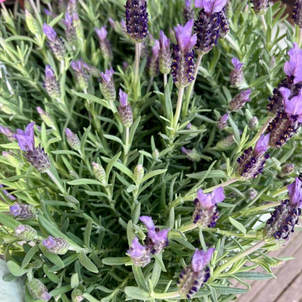 lavande-flormandise-printemps2026