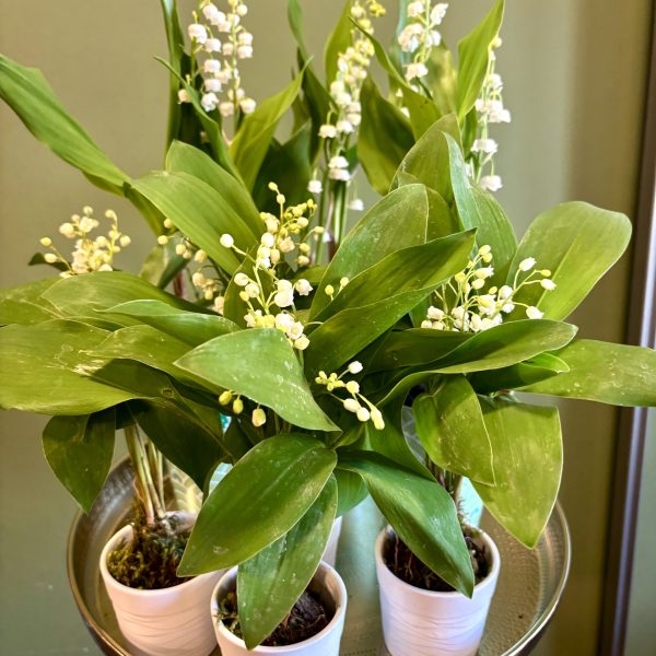 Muguets en pot du 1er mai présentés sur plateau doré dans des petits pots blancs - Flormandise fleuriste Vernioz Isère
