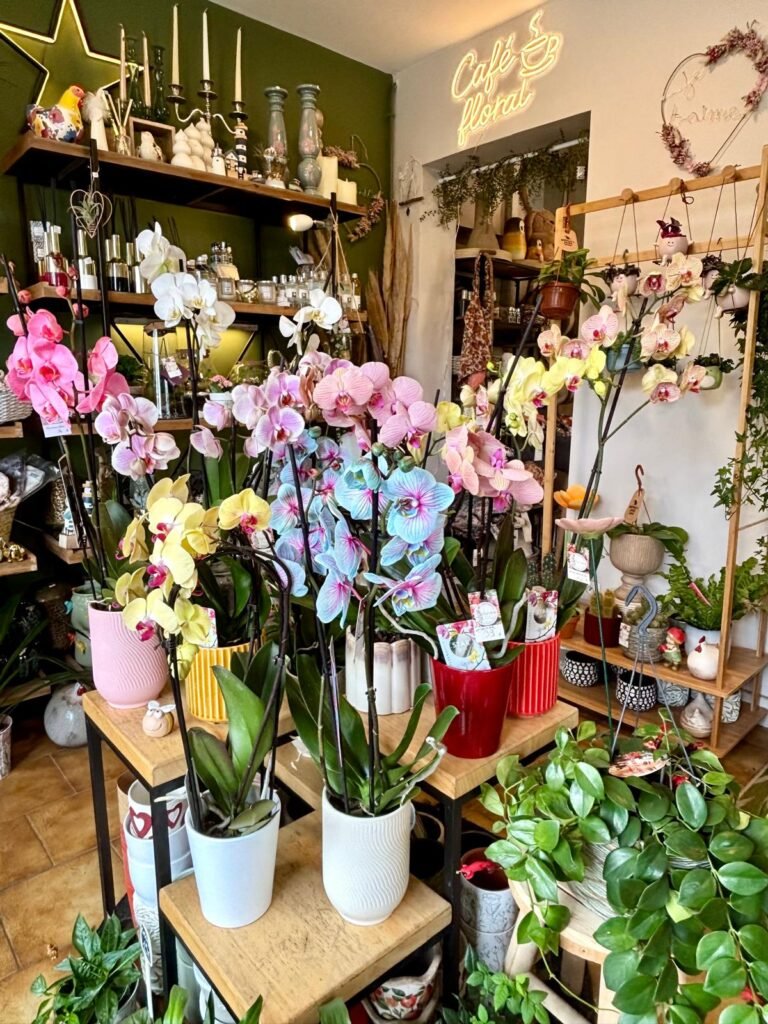 Flormandise-orchidees
