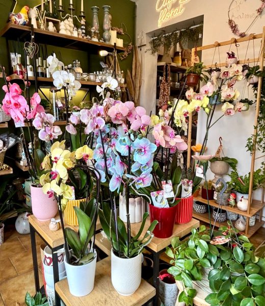 Les orchidées chez Flormandise à Vernioz