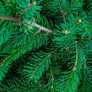 Petit sapin de Noël naturel Nordmann avec bûche – Taille S (1m à 1,5m)