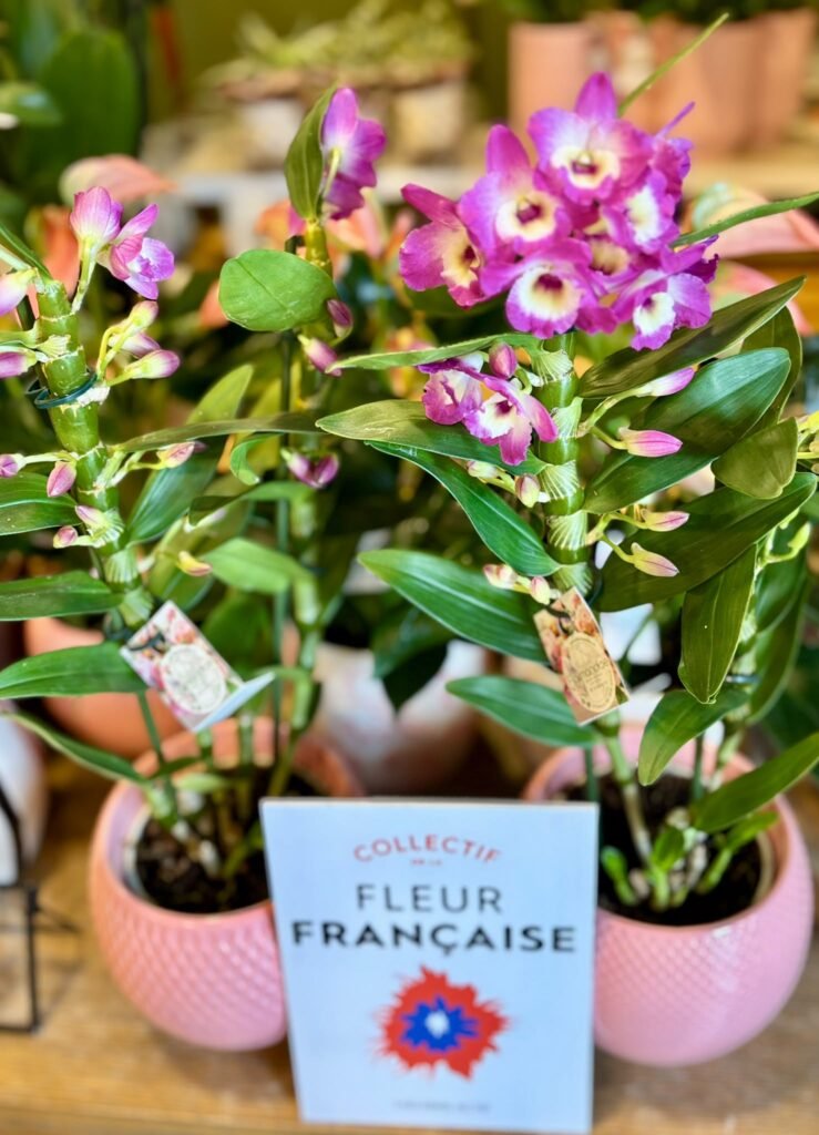 Collectif-de-la-fleur-Octobre-Rose-Flormandise